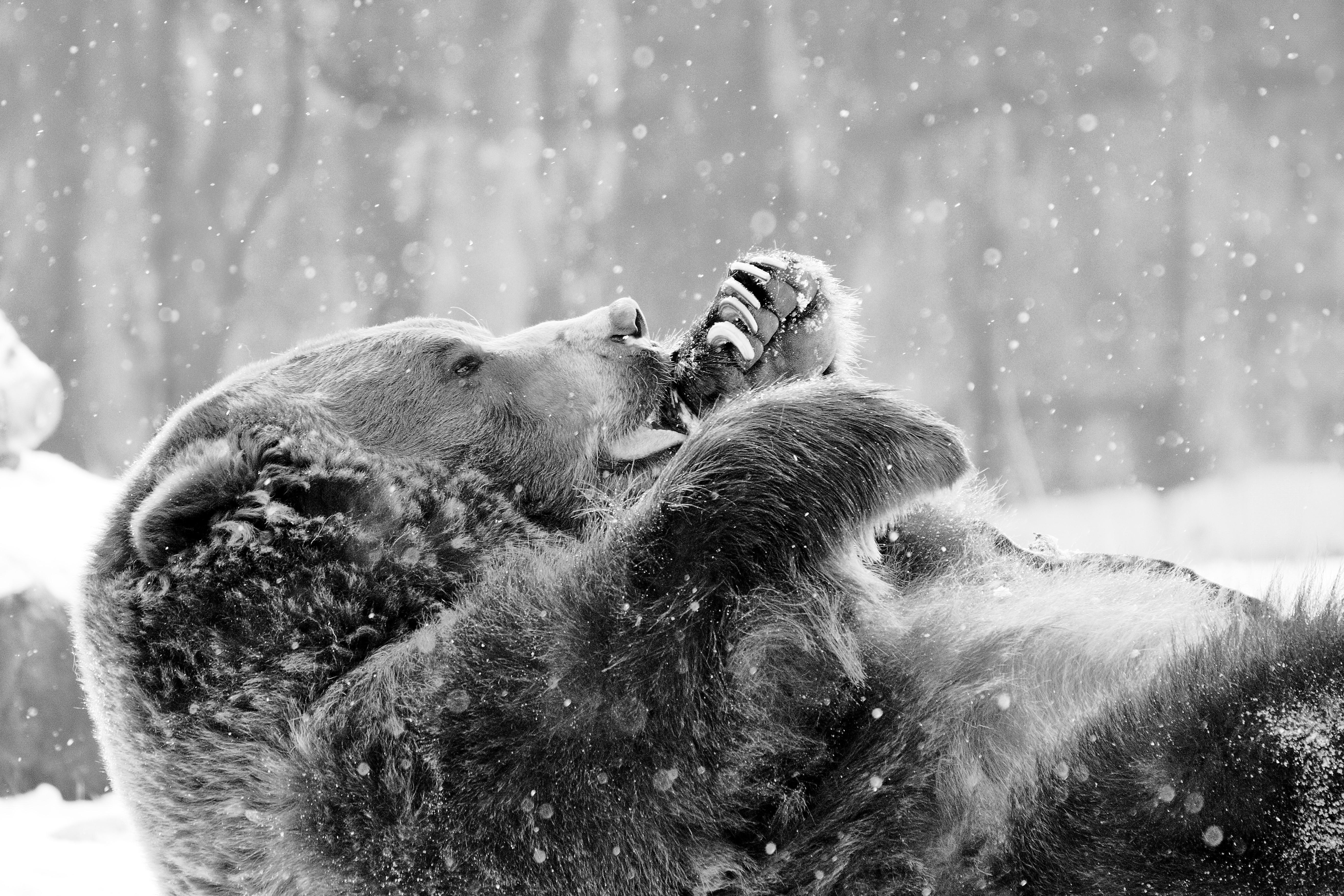Wildlife